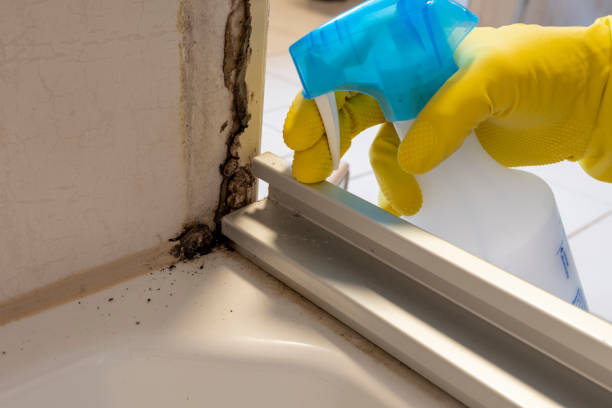 Best Mold Remediation  in Century, FL