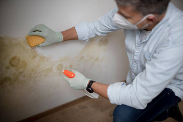 Best Certified Mold Removal  in Century, FL