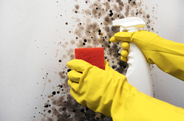 Office Mold Removal Services in Century, FL