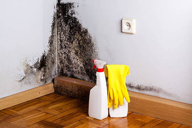 Best Black Mold Removal  in Century, FL