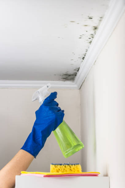 Best Toxic Mold Removal  in Century, FL